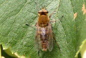 Horse Fly